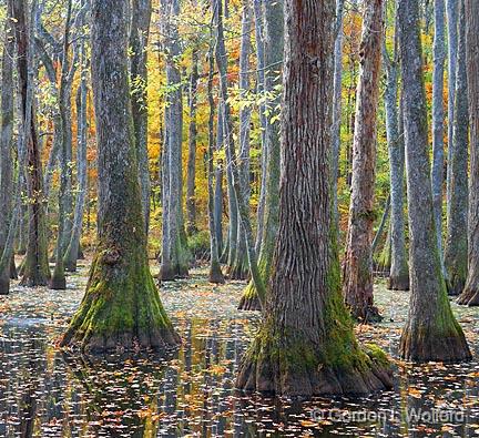 Cypress Swamp In Autumn_25111.jpg - Photographed along the Natchez Trace Parkway near Canton, Mississippi, USA.